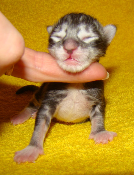     Catsvill County!   !    !       !!!    Catsvill County +7-926-544-74-09     .   ,   ,   ,    ,   ,  ,     ,   -,    ,   !